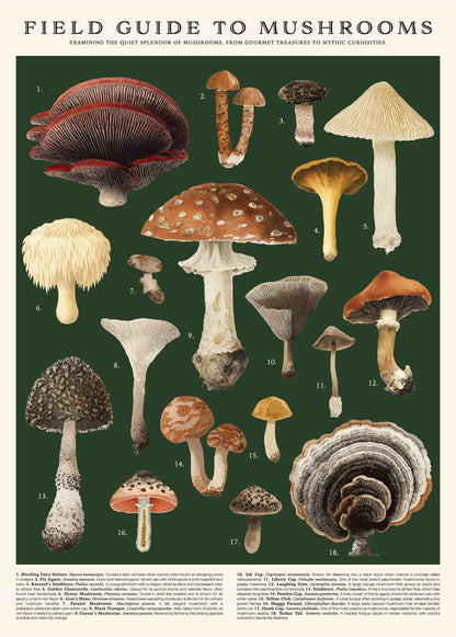 Vintage Mushroom Illustration 500 Piece Puzzle by 123 Farms