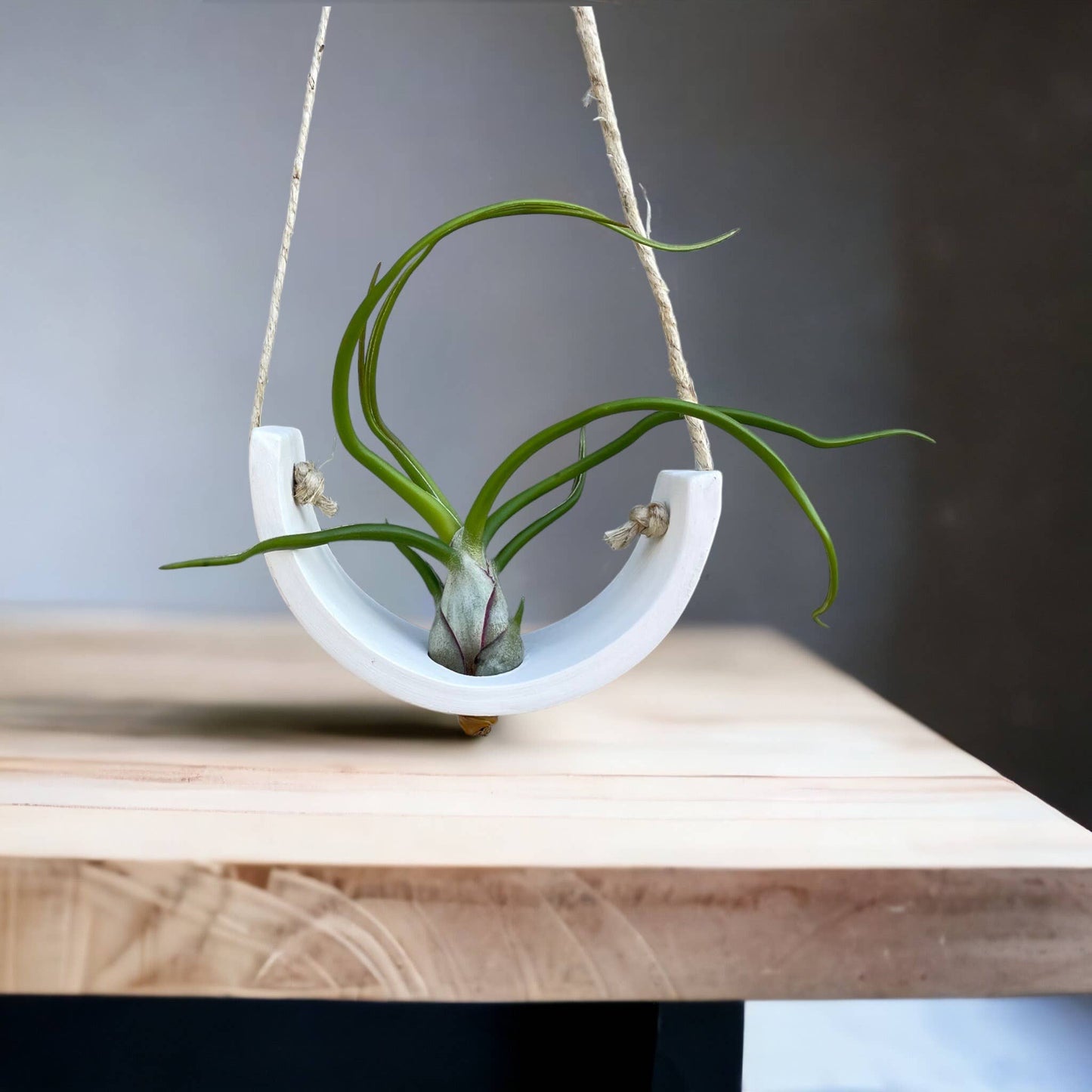 Hanging Air Plant Cradle | White Earthenware by Mudpuppy