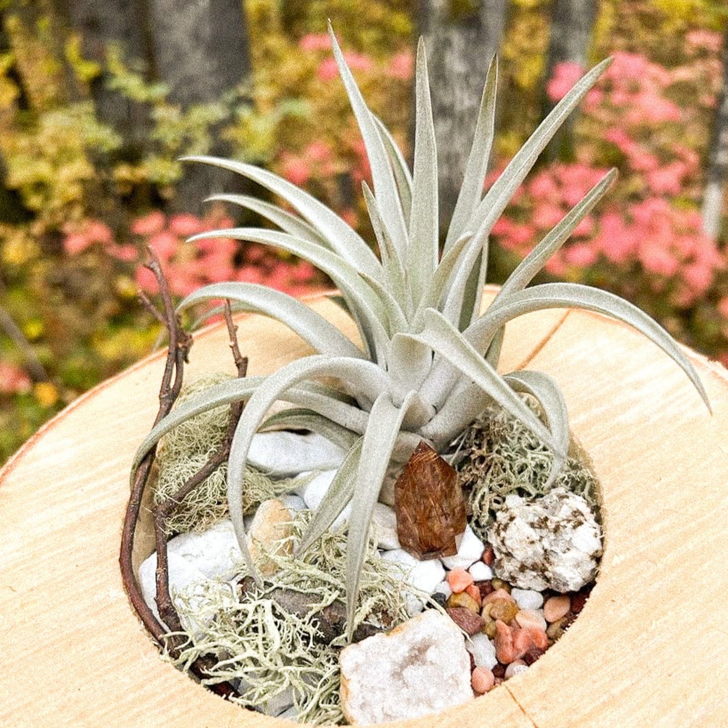 ADMISSION Into the Woods— Boreal Forest Air Plant Workshop with Passionate Gem