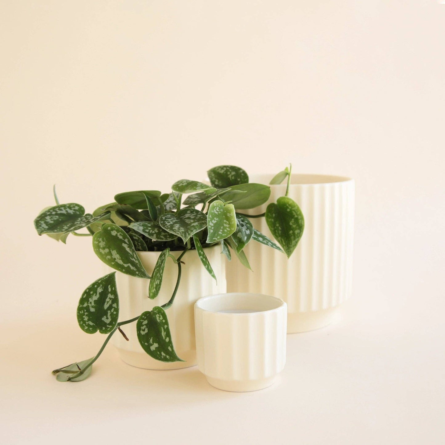 Monroe Pot | Vintage White by Jungle Club