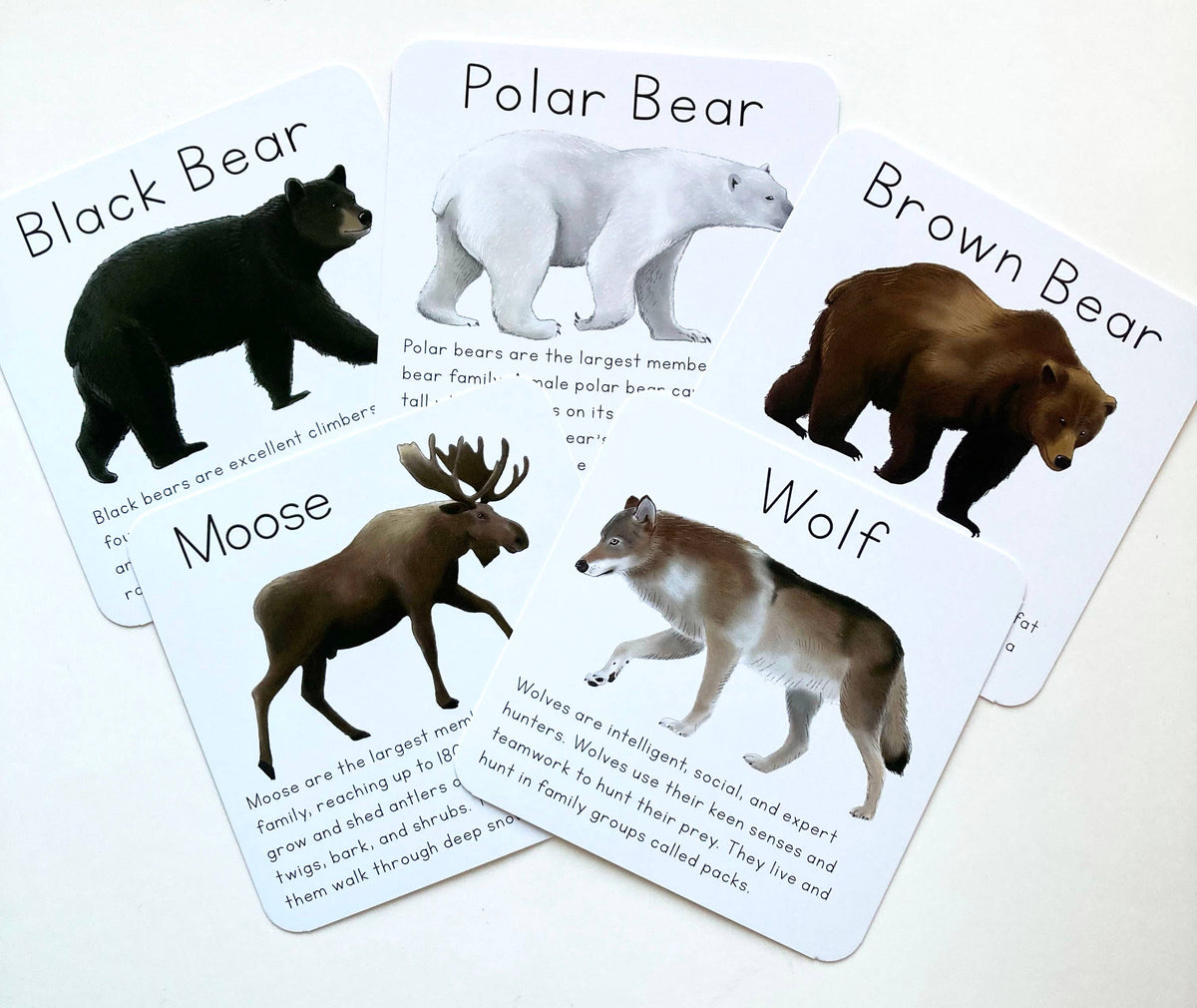 Alaska Animal Learning Cards by Tiny Nest Studio