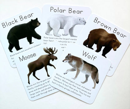 Alaska Animal Learning Cards by Tiny Nest Studio