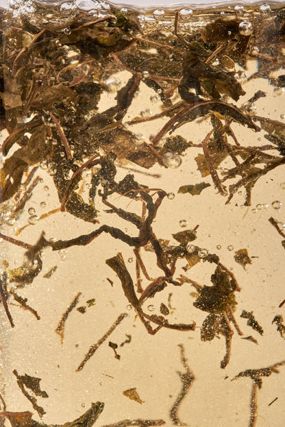 Close-up of fireweed tea on a beige background