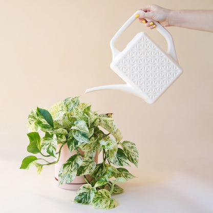 Breeze Block Watering Can - Ivory by Jungle Club