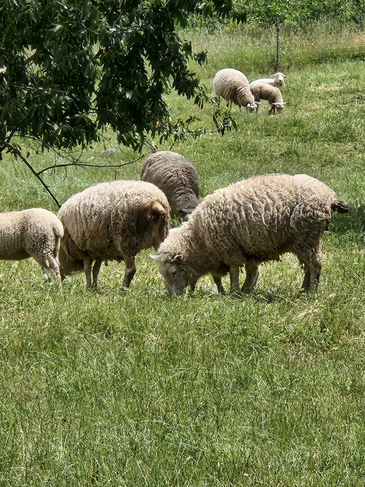 Wool Dish Sponges