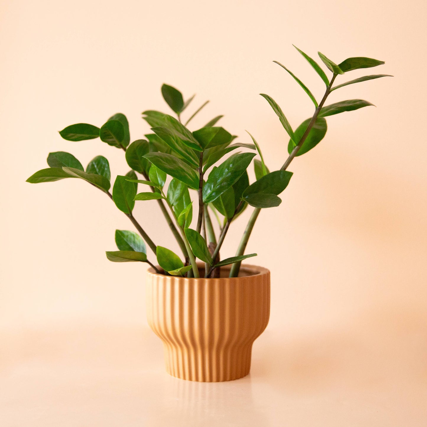 Presley Pedestal Pot | Ginger by Jungle Club