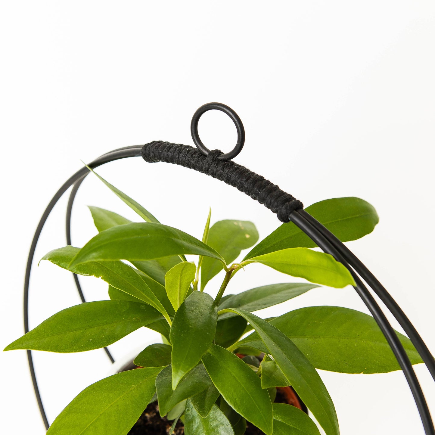 Plant Hanger (Dark & Stormy) Black Plant Hanger by Braid & Wood