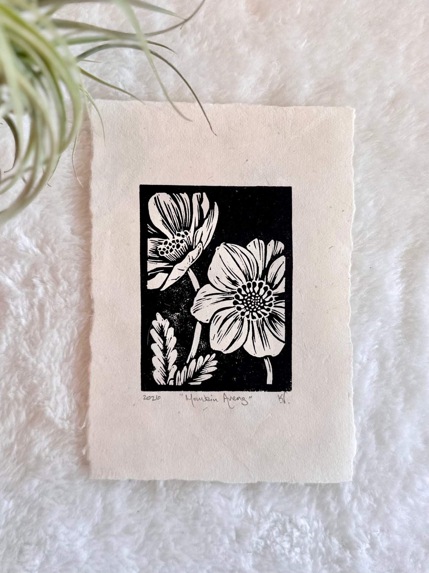 Mountain Avens Print by Adrift Prints