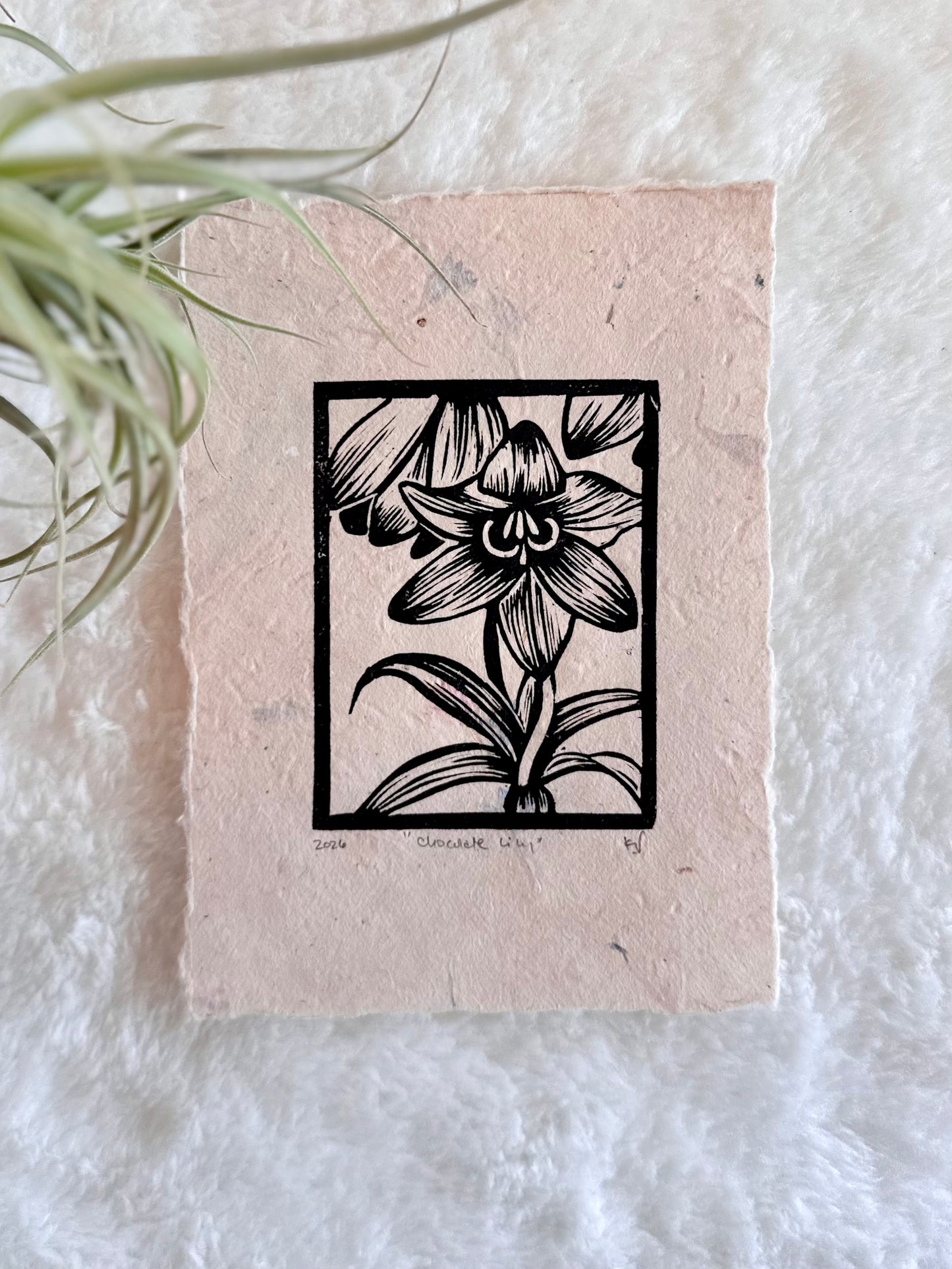 Chocolate Lily Original Mini Print by Adrift Prints