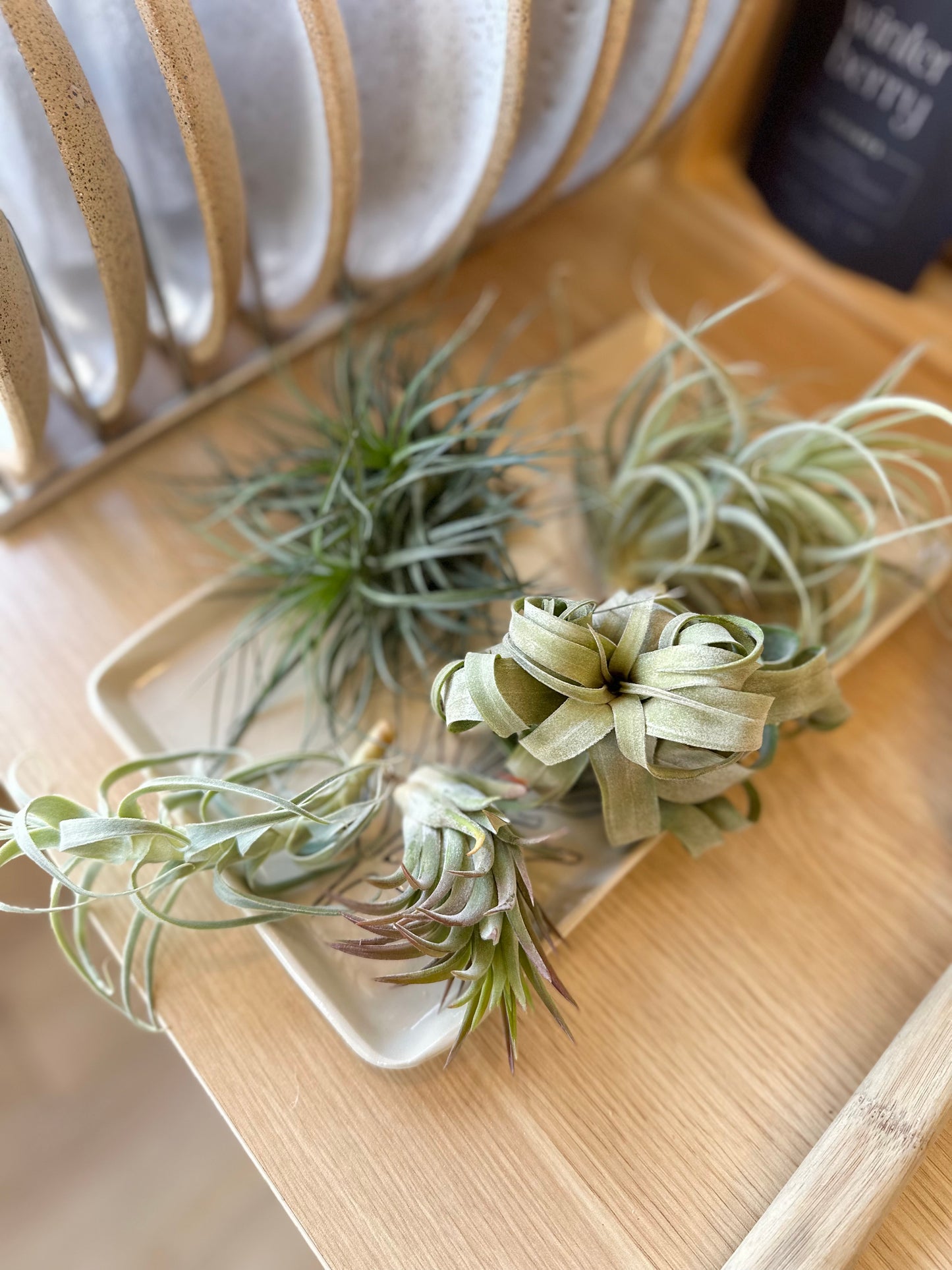 Air Plant | Large by Passionate Gem