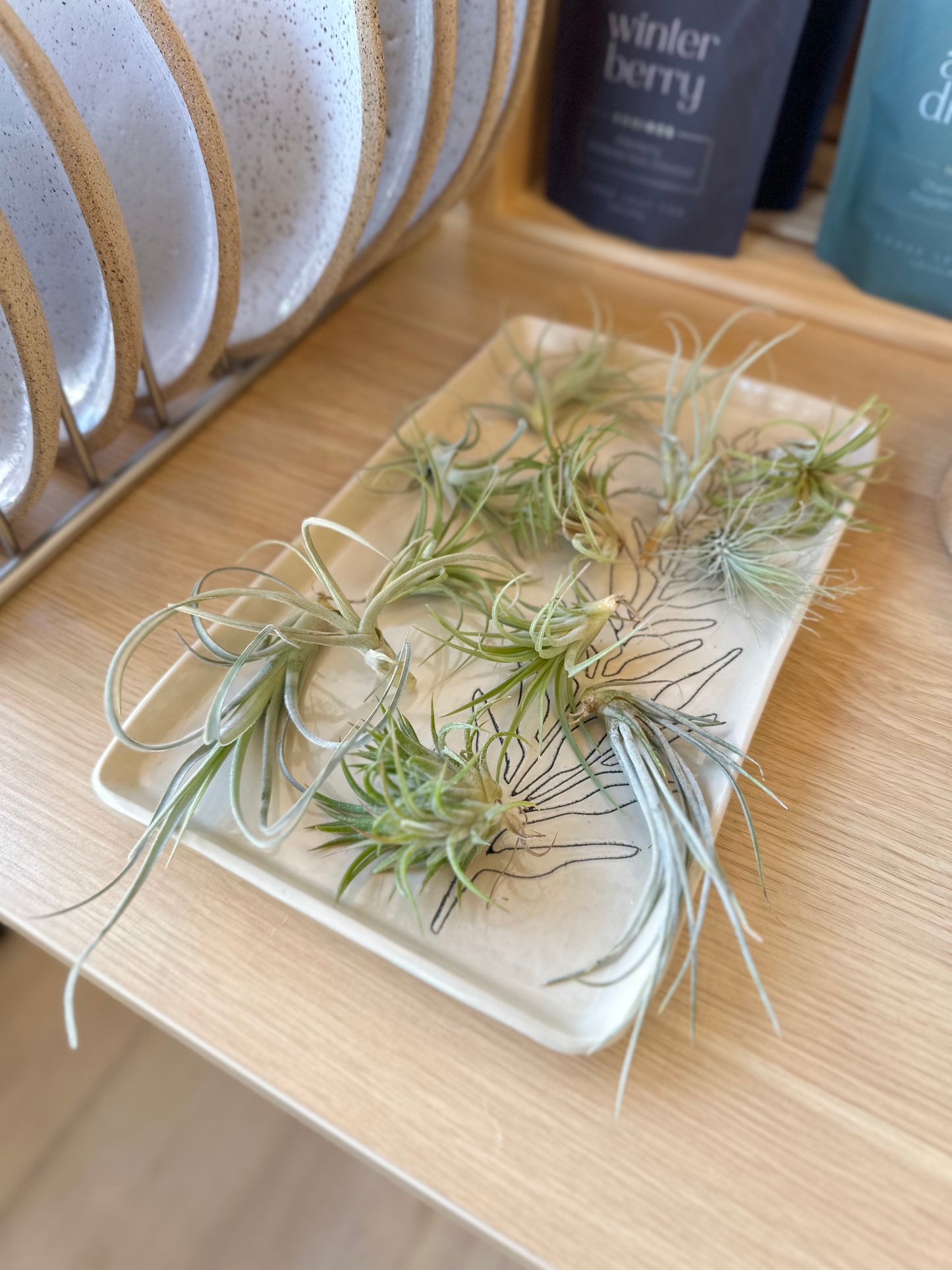 Air Plant | Small by Passionate Gem
