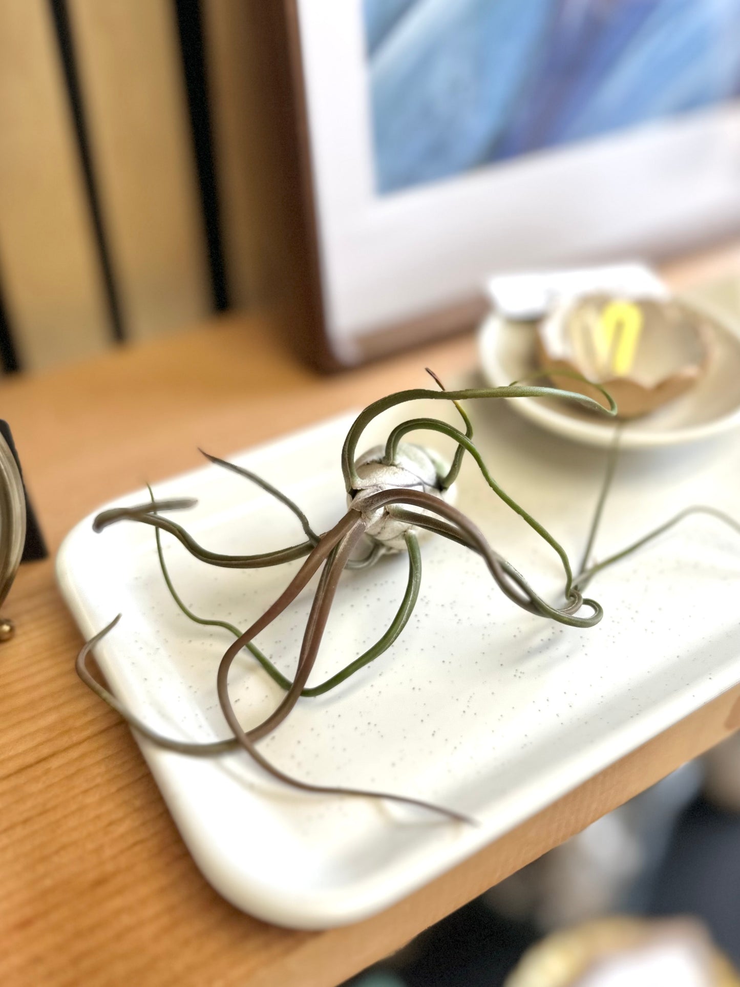 Air Plant #308 by Passionate Gem