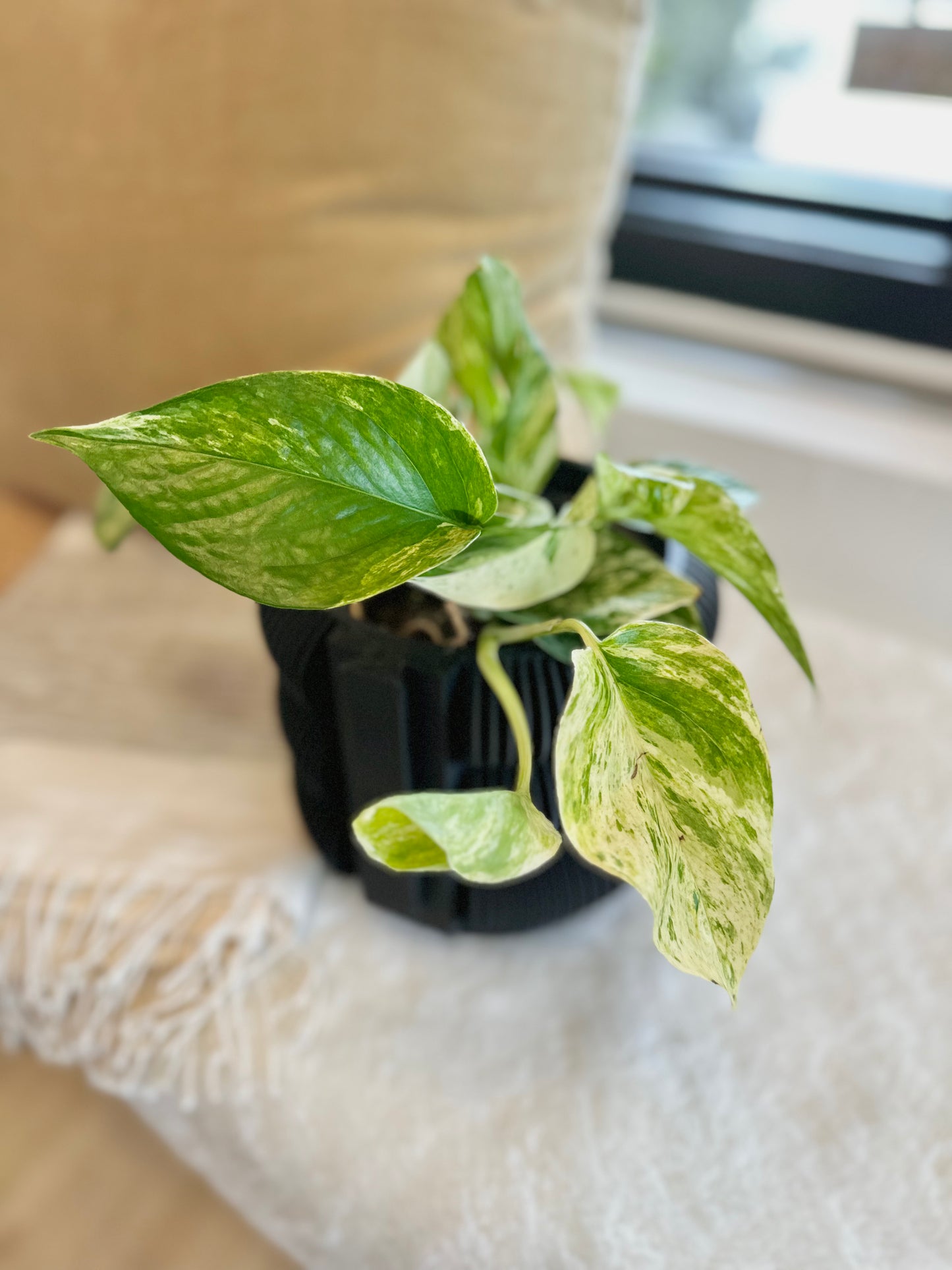 Pothos - Marble Queen #419 by Passionate Gem