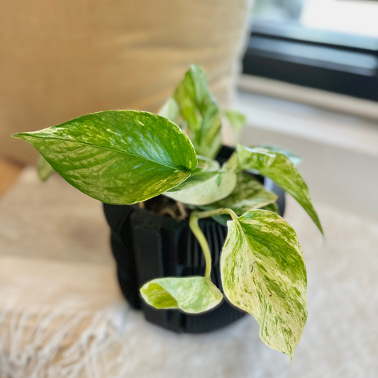 Pothos - Marble Queen #419 by Passionate Gem