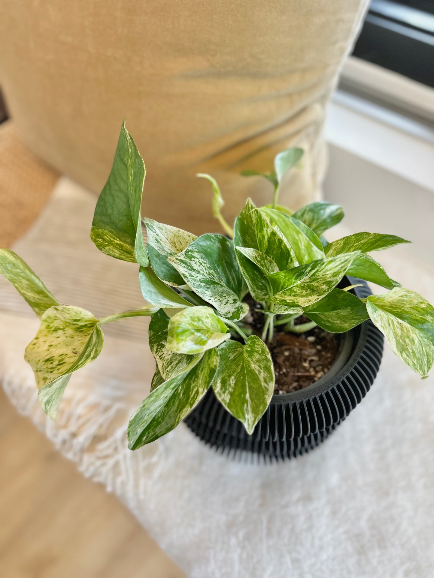 Pothos - Marble Queen #419 by Passionate Gem
