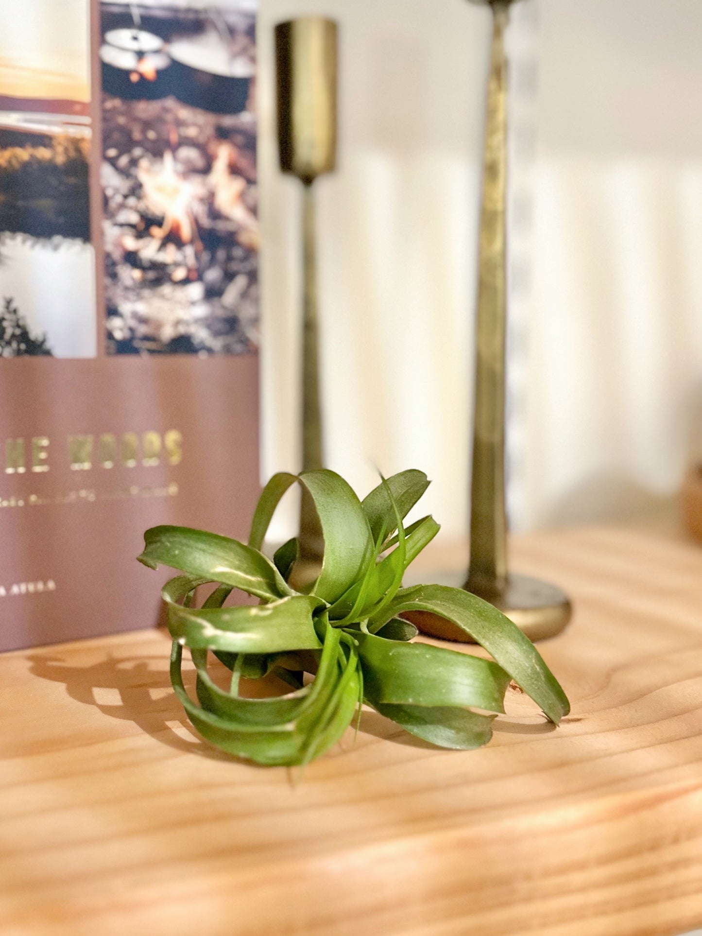 Air Plant #358 by Passionate Gem