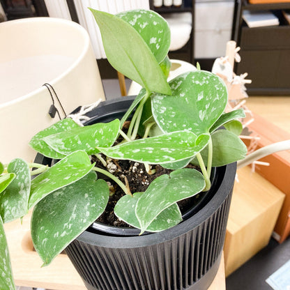 Silver Satin Pothos Plant #368 by Passionate Gem