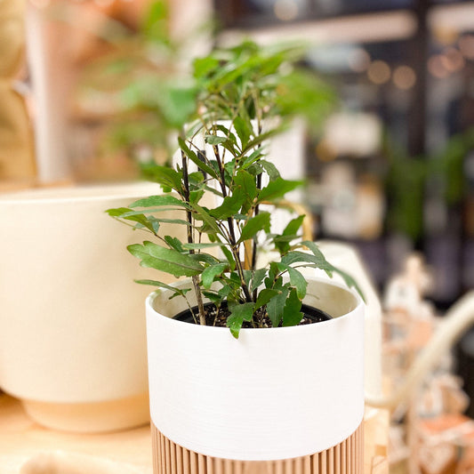 False Aralia Plant #369 by Passionate Gem