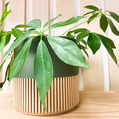 Modern Slat Planter | Olive by Prairie City Printing Co.