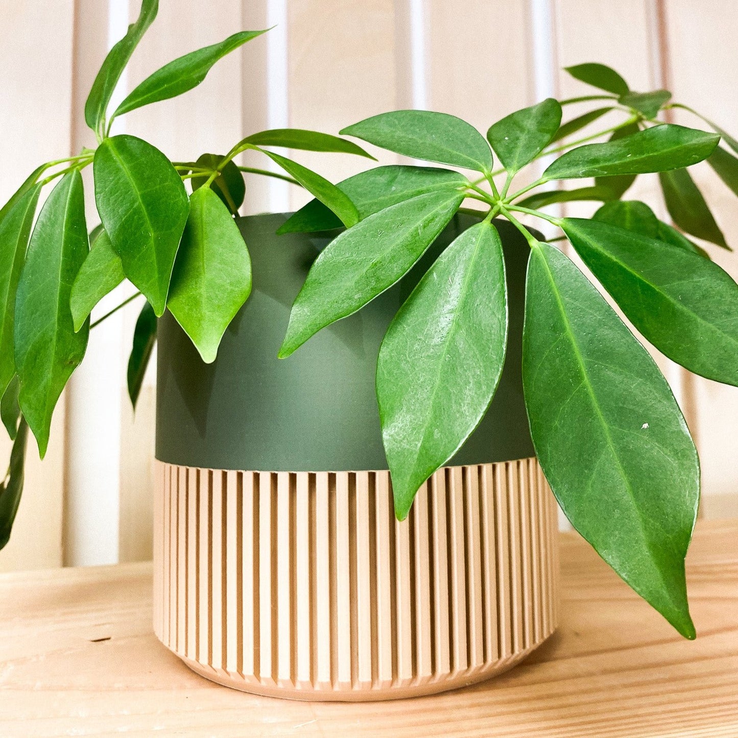 Modern Slat Planter | Olive by Prairie City Printing Co.