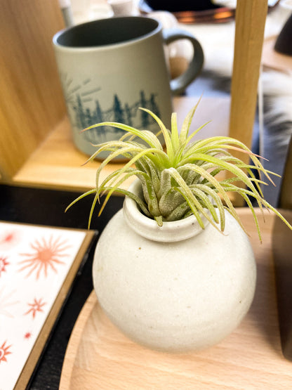 Air Plant by Passionate Gem