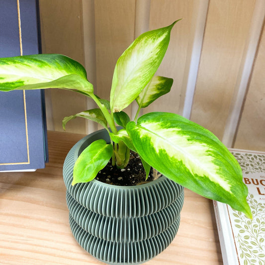 Dumb Cane Plant #214 by Passionate Gem