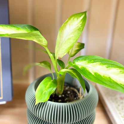 Dumb Cane Plant #214 by Passionate Gem