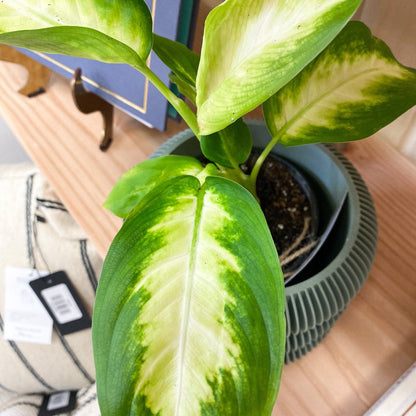 Dumb Cane Plant #214 by Passionate Gem