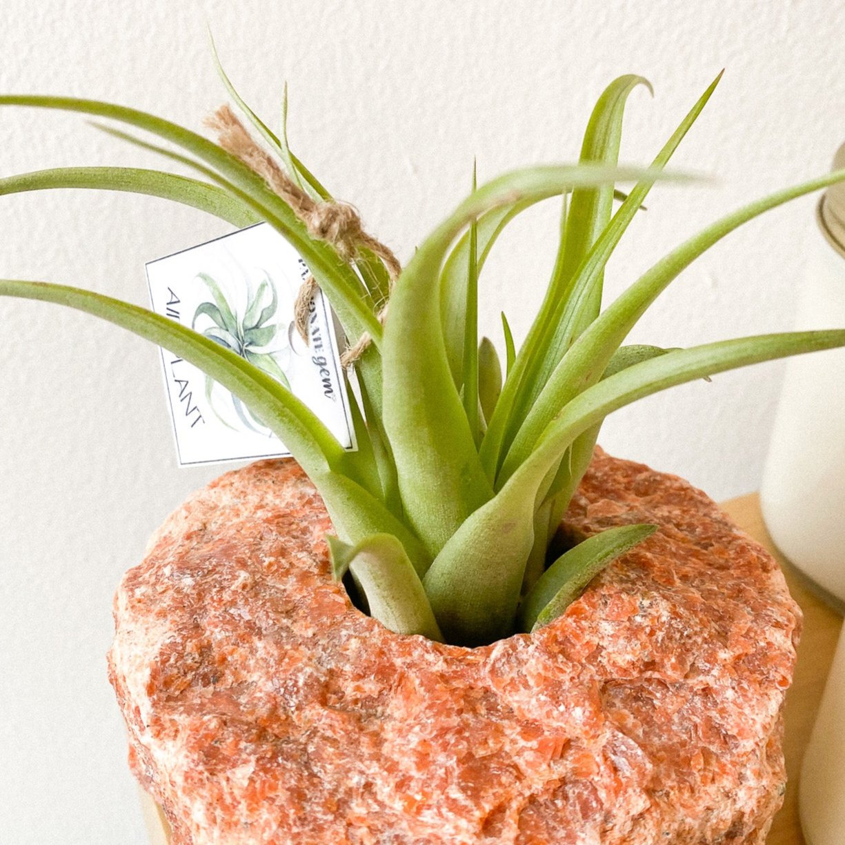 Orchid Calcite + Air Plant #221 by Passionate Gem