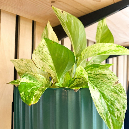 Pothos - Marble Queen #219 by Passionate Gem