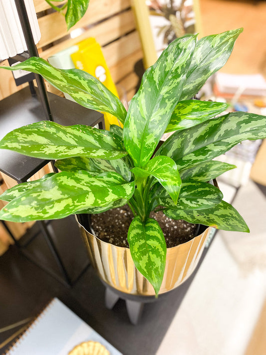 Chinese Evergreen #372 by Passionate Gem