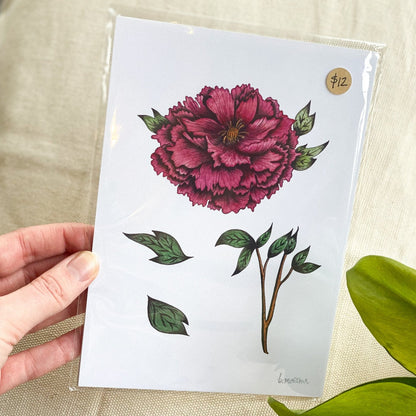 Bloomed Peony 1 8x10 Print by Brittany Montour