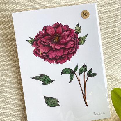 Bloomed Peony 1 8x10 Print by Brittany Montour