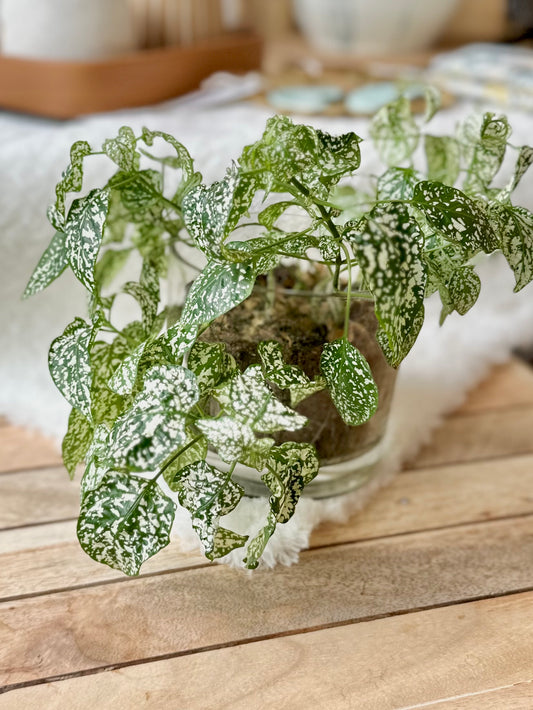 First Snow - Polka Dot Plant