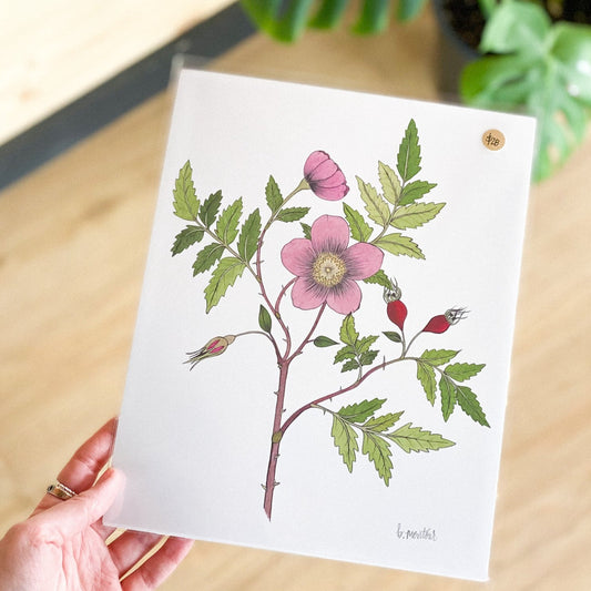 Arctic Rose 8x10 Print by Brittany Montour