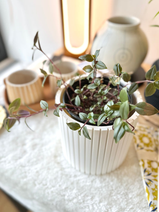 Wandering Dude Plant #334 by Passionate Gem