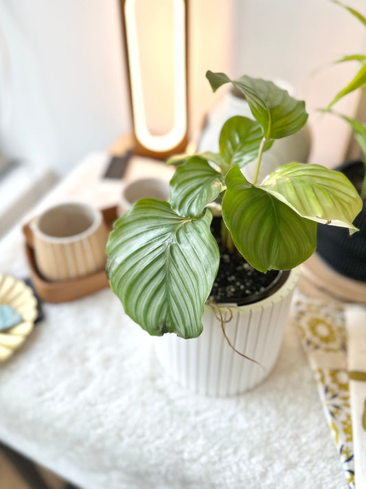 Calethea Plant 332 by Passionate Gem