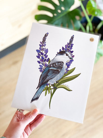 Gray Jay and Lupine 8x10 Print by Brittany Montour