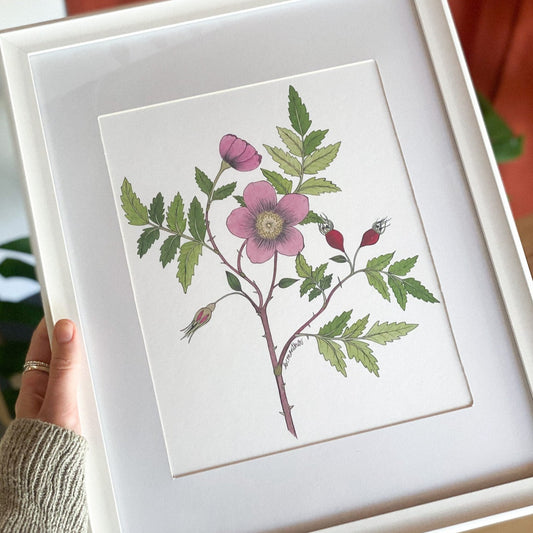Arctic Rose Framed 8x10 Print by Brittany Montour