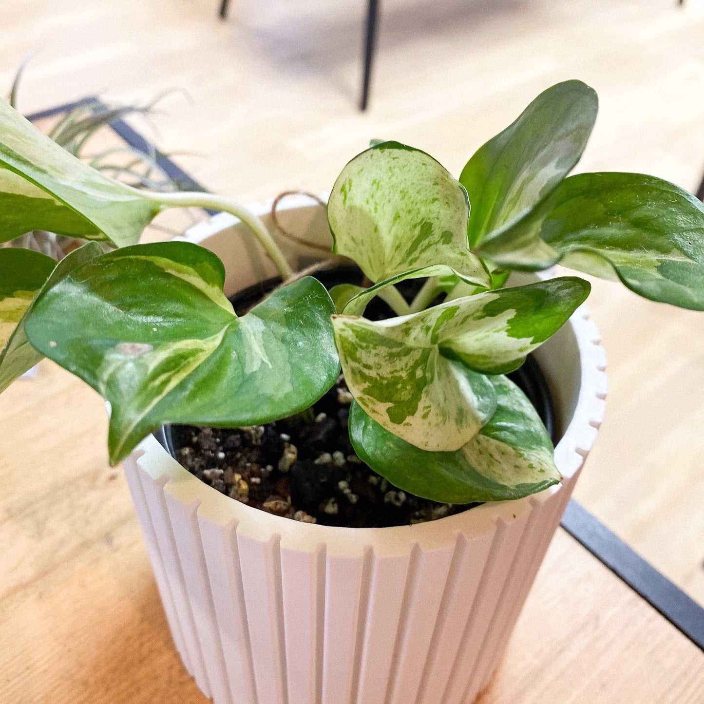 Pothos - Manjula Plant #377 by Passionate Gem