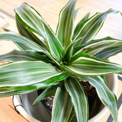 Dracaena - White Jewel Plant #229 by Passionate Gem