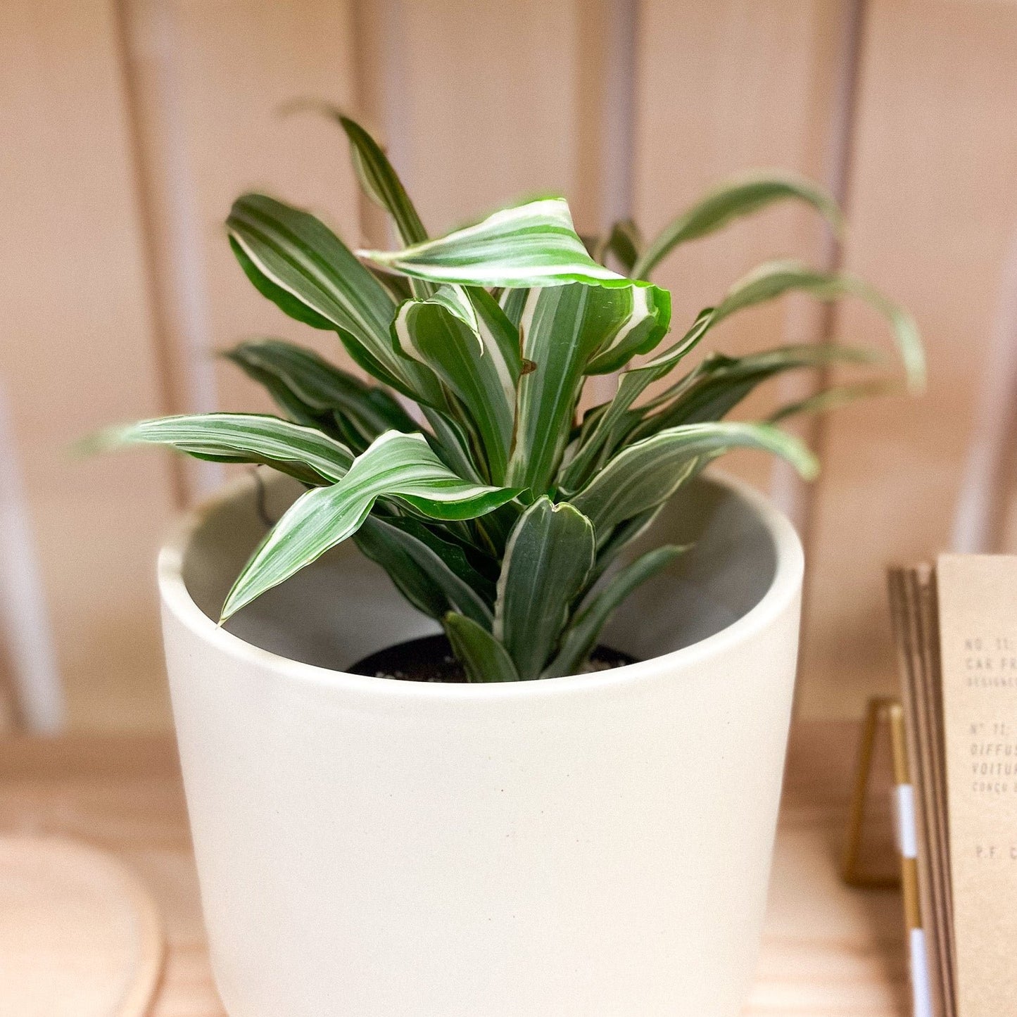 Dracaena - White Jewel Plant #229 by Passionate Gem