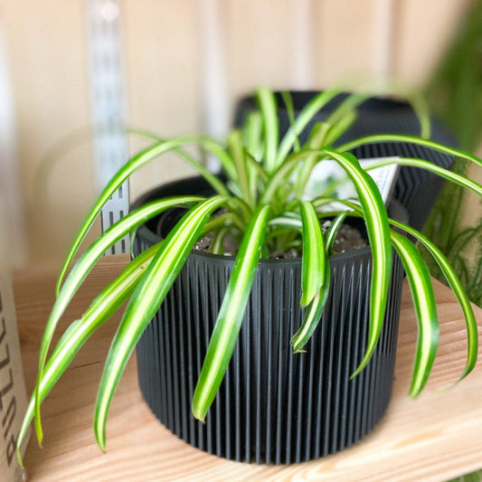 Spider Plant 5" #232 by Passionate Gem