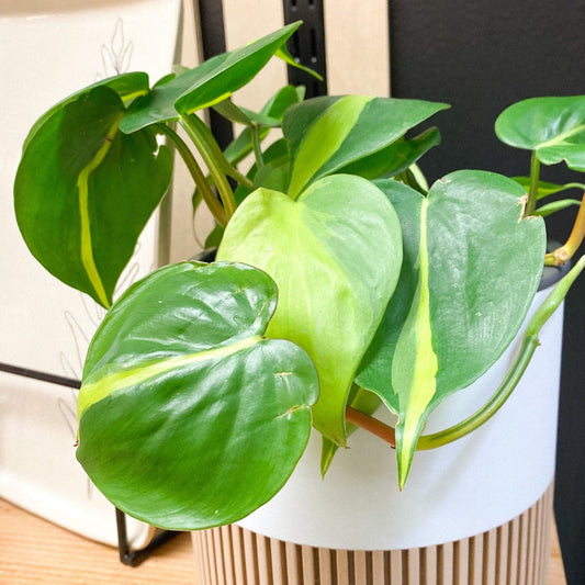 Philodendron Brasil 6" #233 by Passionate Gem