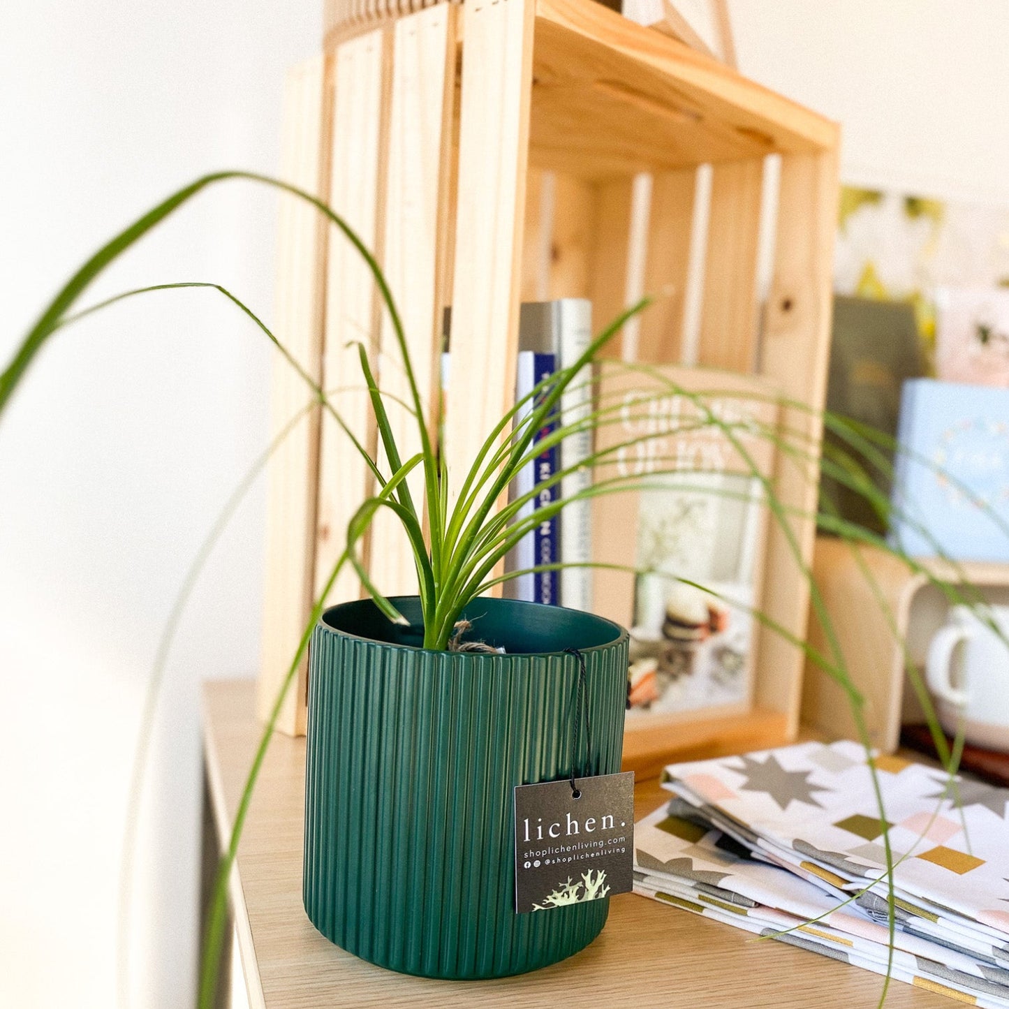 Ponytail Palm by Passionate Gem #400