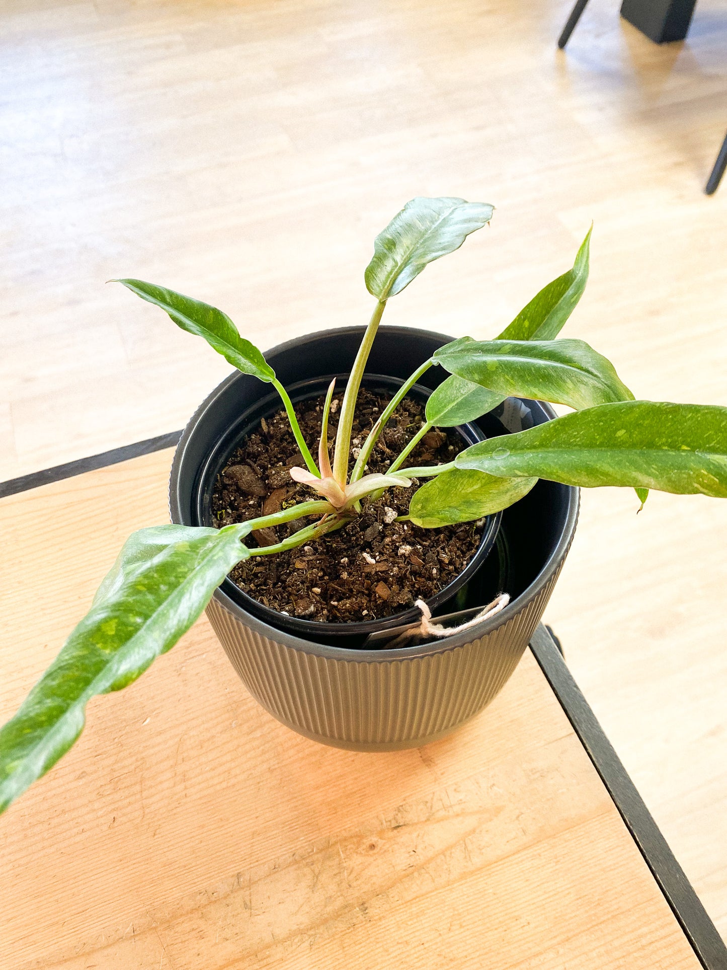 Philodendron - Ring of Fire #402 by Passionate Gem