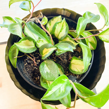Hoya - Krimson Queen #410 by Passionate Gem