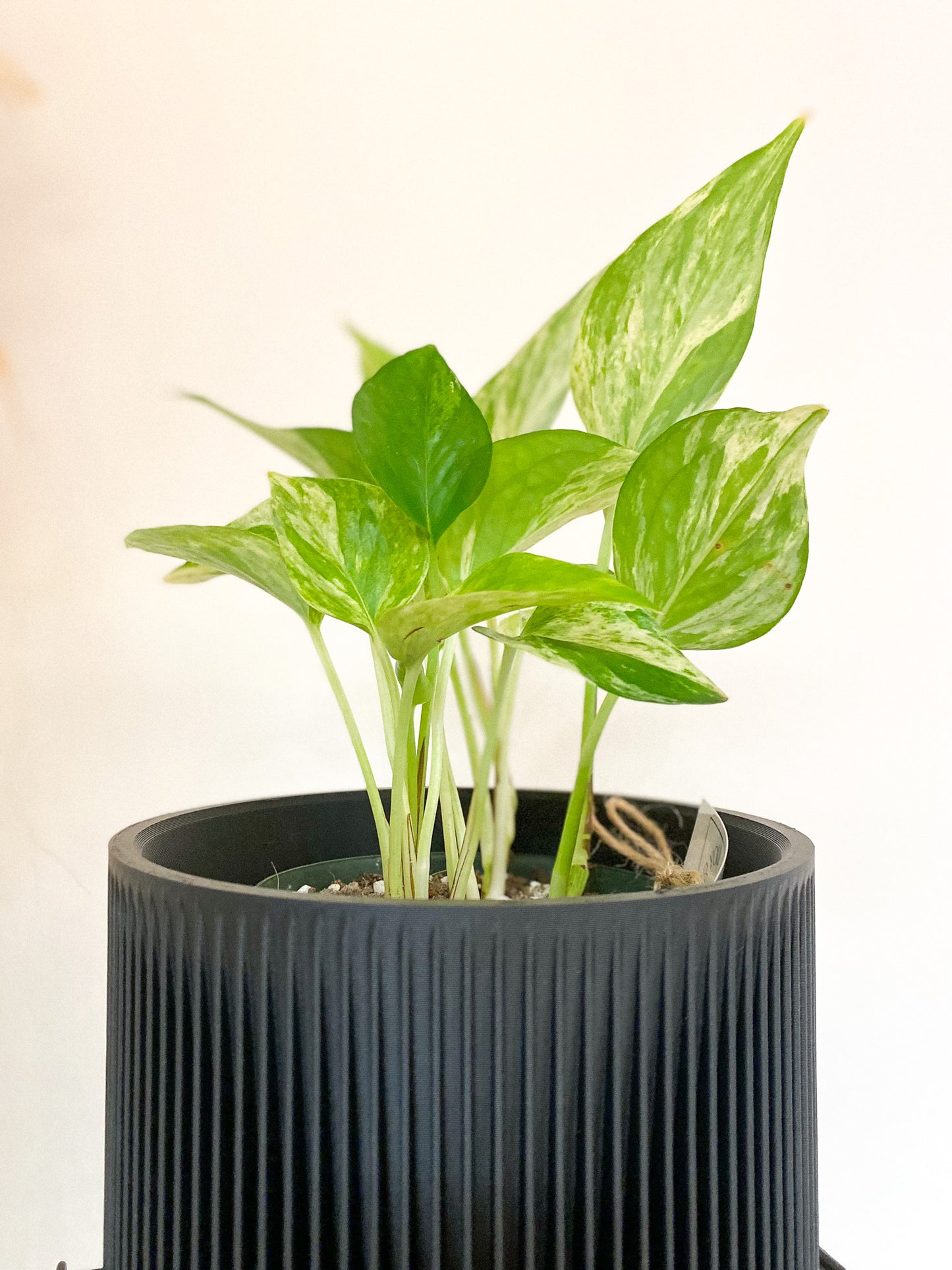 Pothos - Marble Queen Plant by Passionate Gem #129