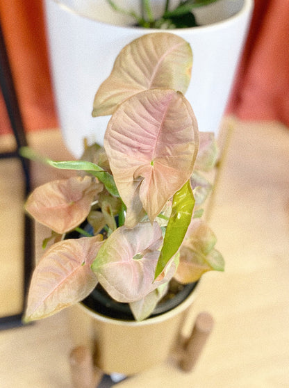 Arrowhead Pink Plant by Passionate Gem #23