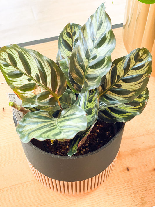 Calethea - Peacock Plant #417 by Passionate Gem